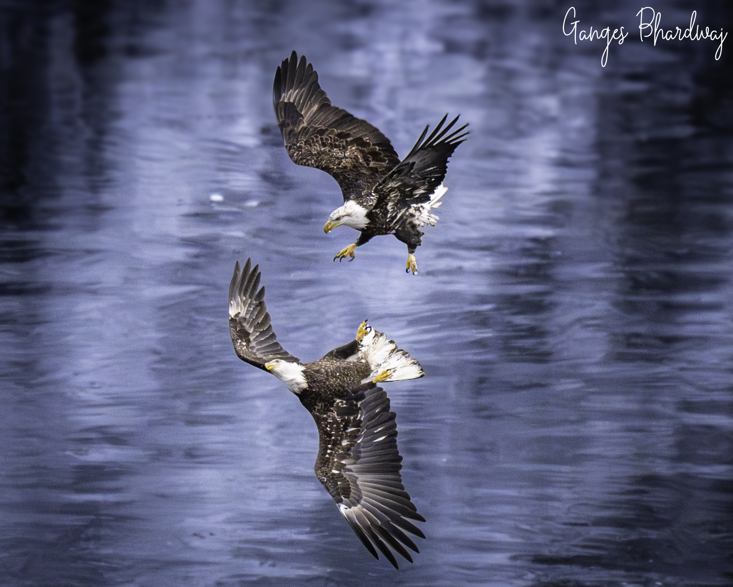 Wildlife photograph by Ganges Bhardwaj